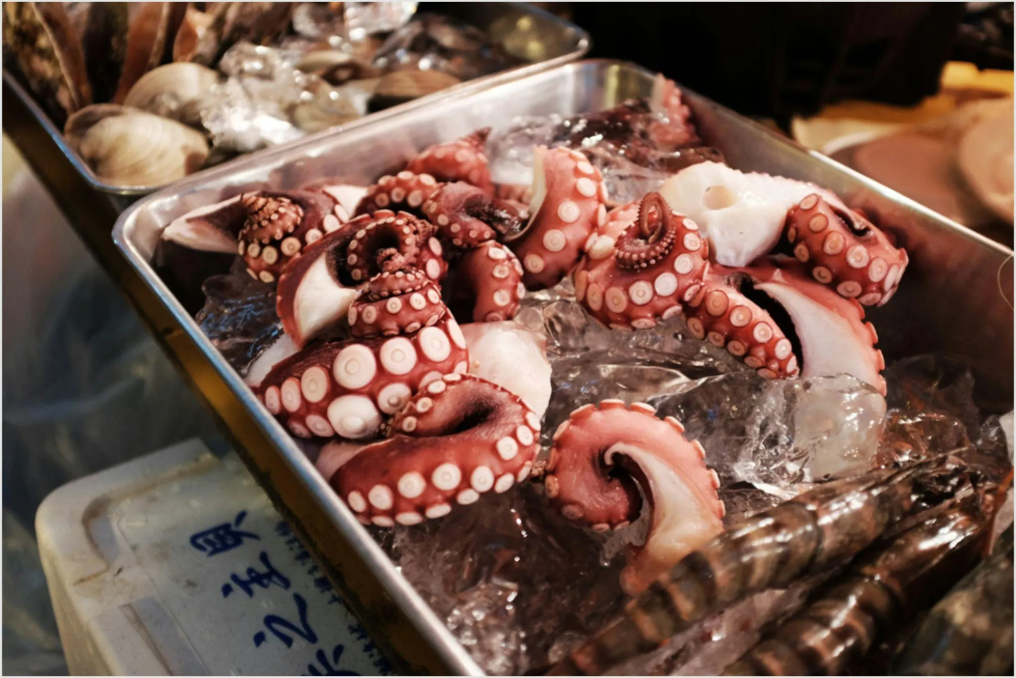 Japan's Coastal Markets A Seafood Odyssey of Fresh Catches